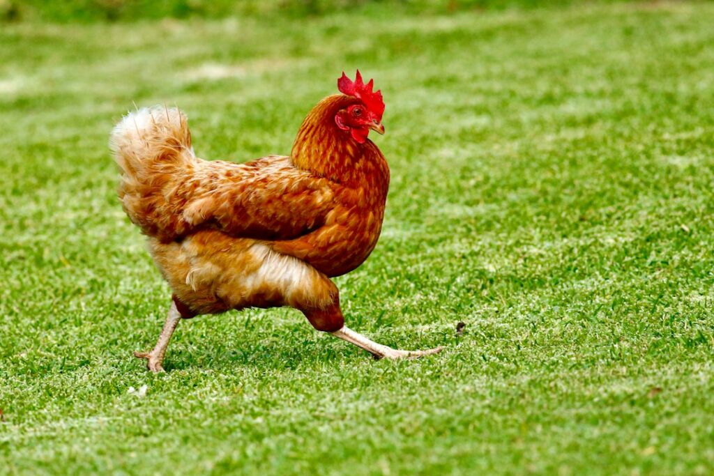 Chicken Run Size: How Much Outdoor Space Hens Need