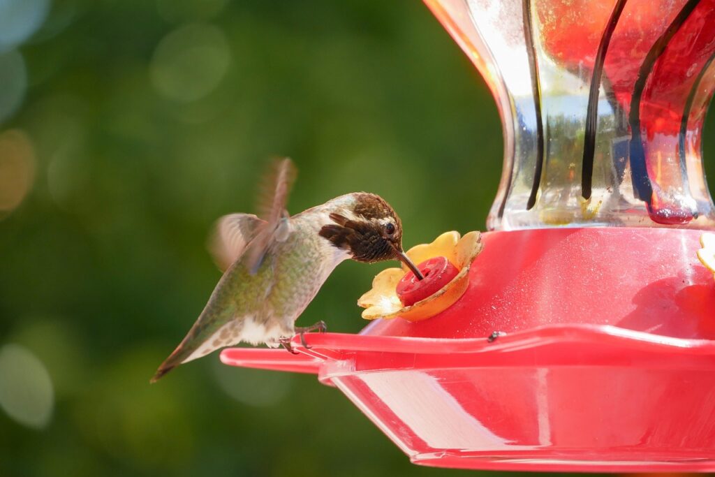 Ant Proof Hummingbird Feeder: Complete Guide for Homeowners
