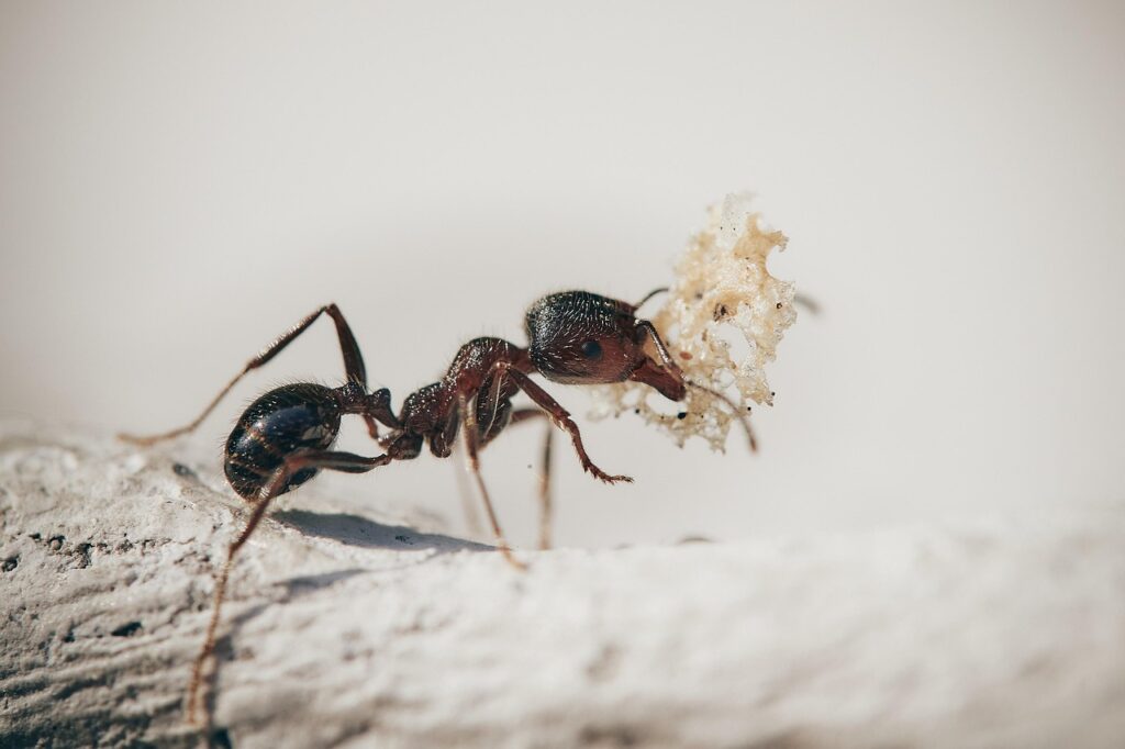 Are Termites Related to Ants: What You Need to Know