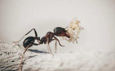 Are Termites Related to Ants: What You Need to Know
