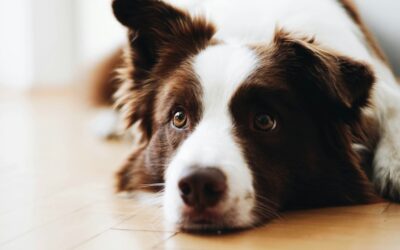 Best Wood Flooring for Dogs: Top Picks and Buying Guide