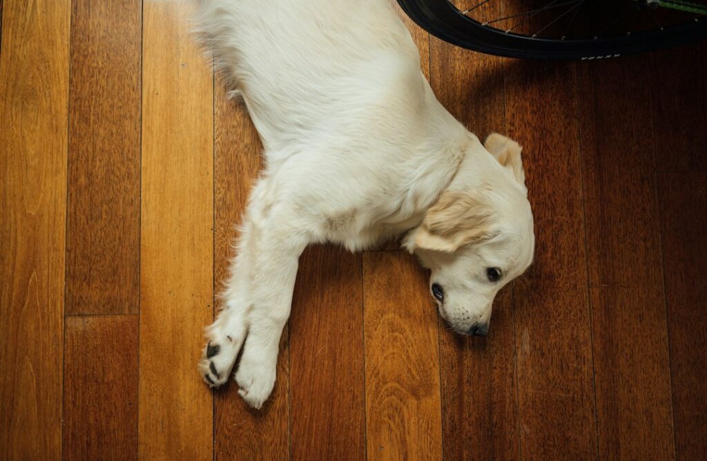 Blonde Laminate Flooring: Pros, Cons, and Buying Guide