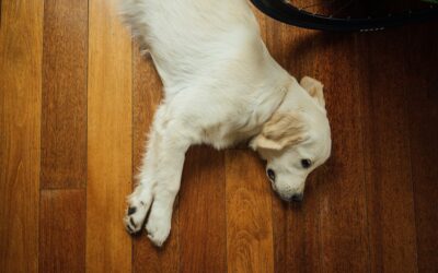Blonde Laminate Flooring: Pros, Cons, and Buying Guide