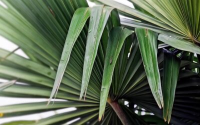 Chinese Fan Plant: Complete Guide for Homeowners