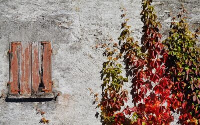 Climbing Vines for Shade: Fast-Growing Options That Cool Your Yard