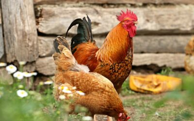 Composters for the Yard: Complete Guide for Homeowners