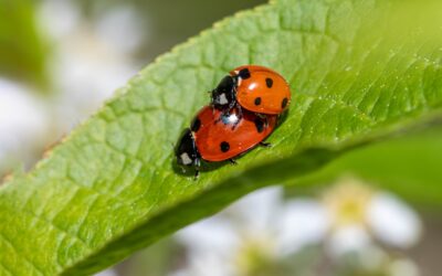 Diatomaceous Earth Pest Control: Complete Guide for Homeowners