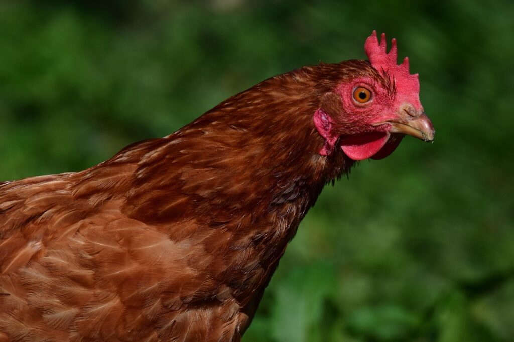 DIY Chicken House: A Complete Guide for Homeowners