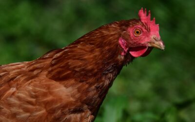 DIY Chicken House: A Complete Guide for Homeowners