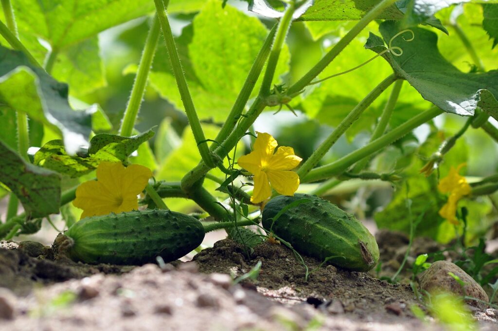 DIY Trellis for Cucumbers: Complete Guide for Homeowners
