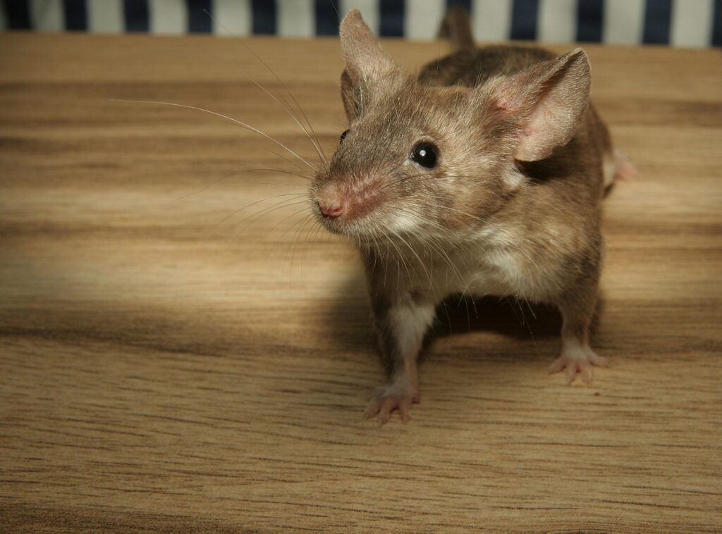Do Mice Chew Wires? The Hidden Damage That Causes Real Fires