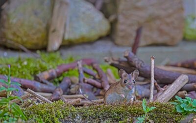 Do Mice Like Dryer Sheets: Complete Guide for Homeowners