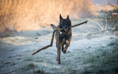 Dog Run Flooring: Pros, Cons, and Buying Guide