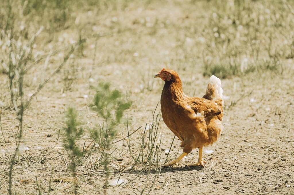 Easy DIY Walk in Chicken Coop: Complete Guide for Homeowners
