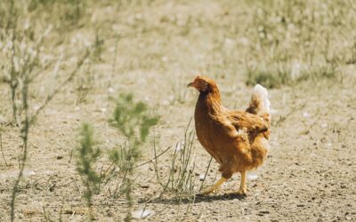 Easy DIY Walk in Chicken Coop: Complete Guide for Homeowners