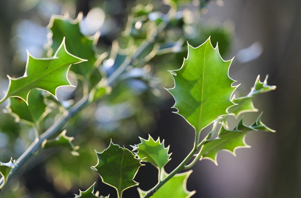 Evergreen Bushes: The Complete Homeowner's Guide for 2026