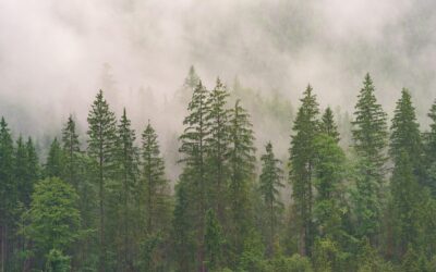 Evergreen Bushes for Shade: Complete Guide for Homeowners