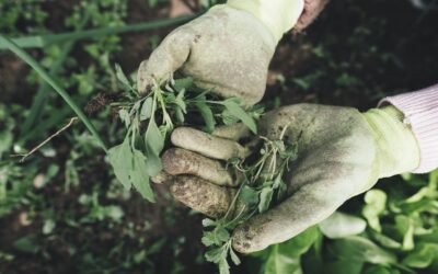 Grass Safe Weed Killer: Complete Guide for Homeowners