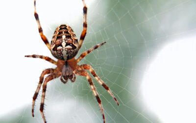 How to Get Rid of Spiders in Your Home Naturally