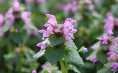 Lawn Safe Weed Killer: Complete Guide for Homeowners