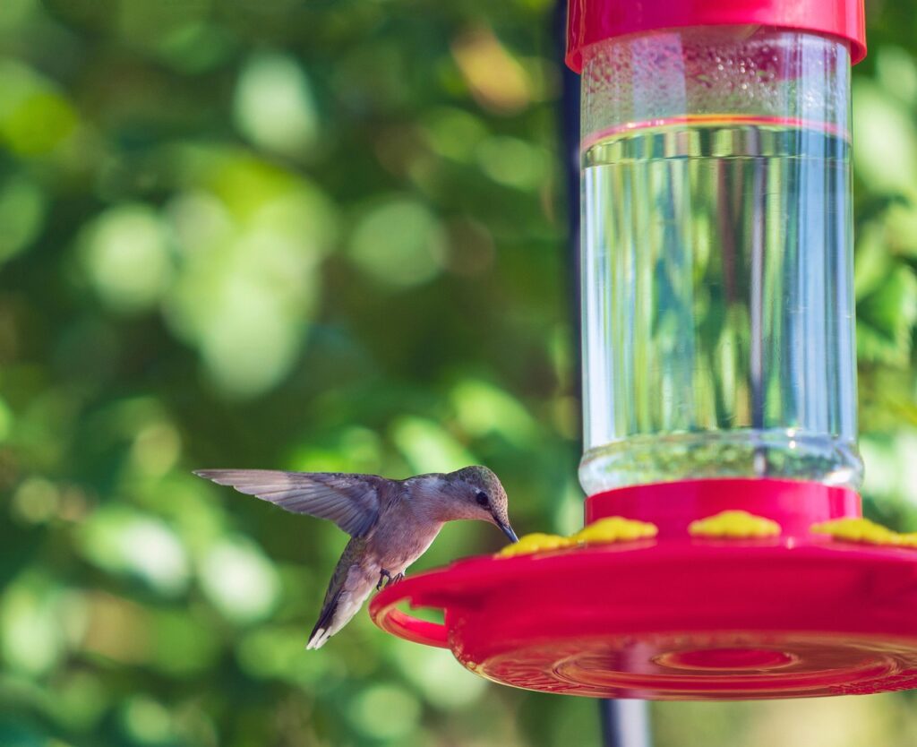 Leak Proof Hummingbird Feeder: Picks That Actually Stay Sealed