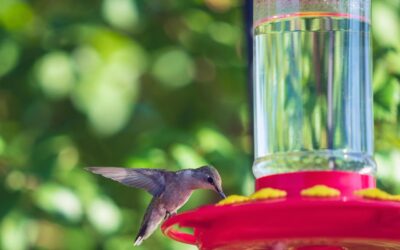 Leak Proof Hummingbird Feeder: Picks That Actually Stay Sealed