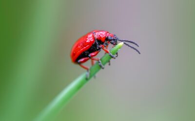 Lizard Pest Control: How to Keep Lizards Out for Good