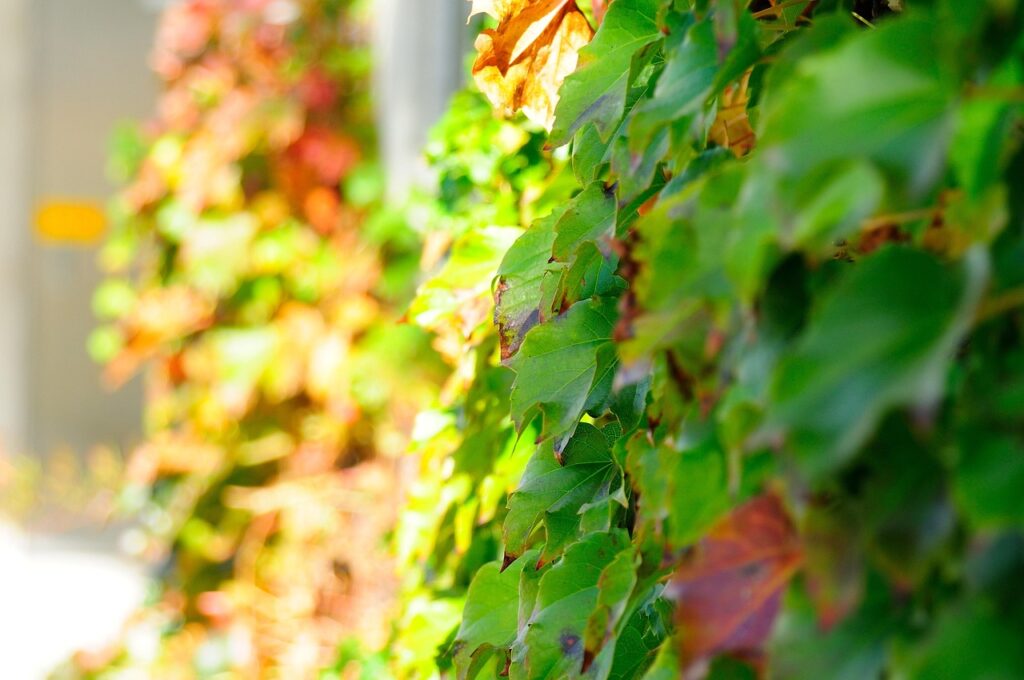Low Light Vine Plants: Complete Guide for Homeowners