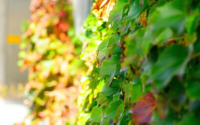 Low Light Vine Plants: Complete Guide for Homeowners