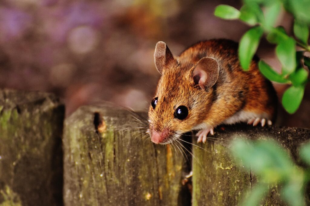 Mouse Behind Dishwasher: How to Get Rid of It and Keep It Out