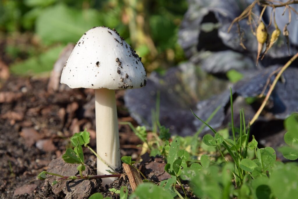 Mushroom Mulch: The Spent Compost That Quietly Outperforms Bark