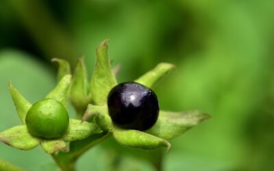 Poisonous Nightshade Plants: Complete Guide for Homeowners