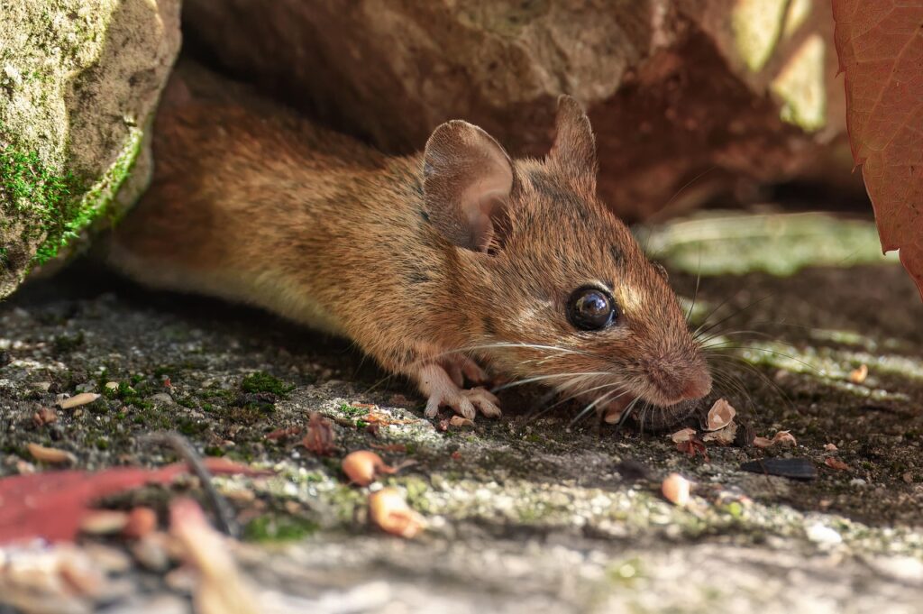 Saw a Mouse in My House But No Droppings: Complete Guide for Homeowners