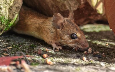 Saw a Mouse in My House But No Droppings: Complete Guide for Homeowners