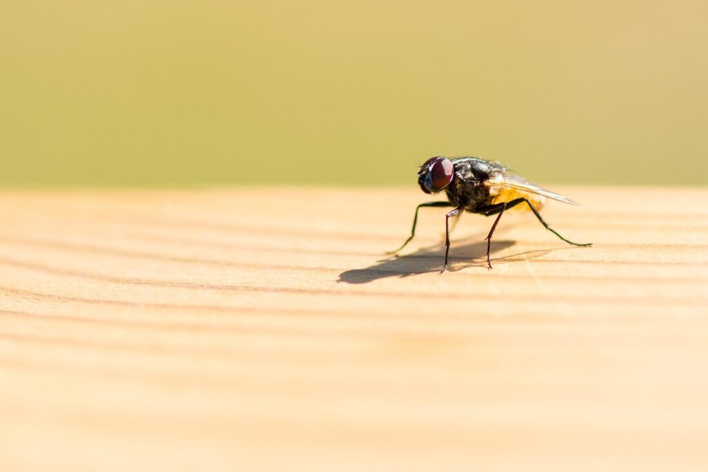 Small Flying Bugs in Bathroom: Complete Guide for Homeowners