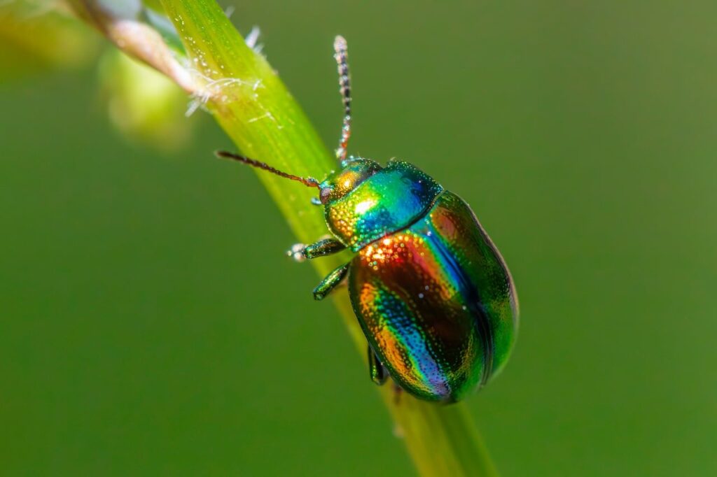 Ticks Pest Control: Complete Guide for Homeowners