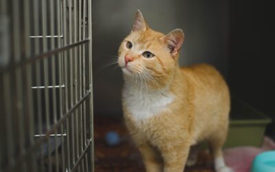 Veterinary Clinic Flooring: Pros, Cons, and Buying Guide