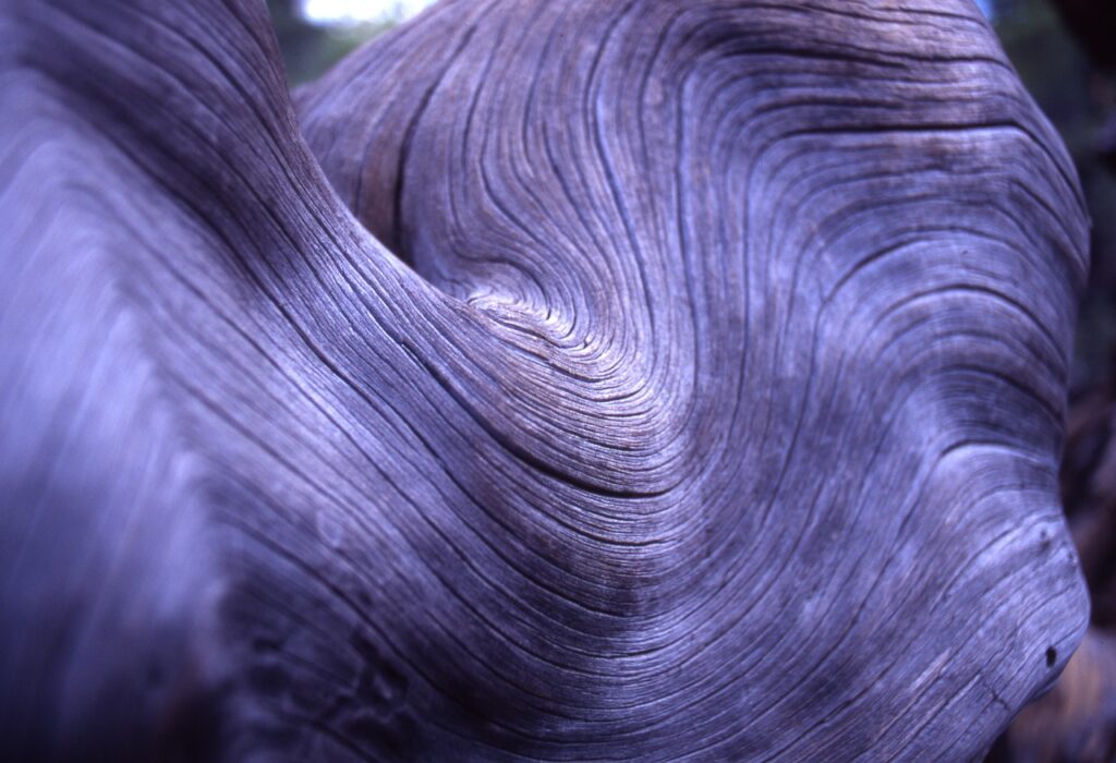 Wood Flooring San Francisco: A Guide for Bay Area Homeowners