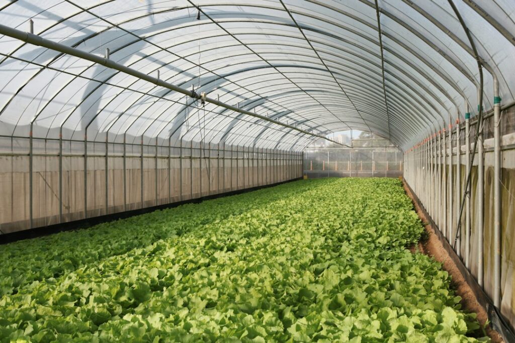 Greenhouse Sizes: Common Dimensions and How to Pick One