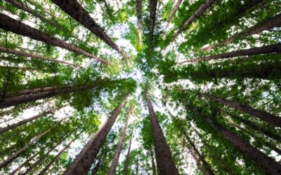 Rapid Growing Trees: Fast Shade Without the Regrets