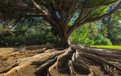 Shade Trees With Non Invasive Roots: Safe Near Houses